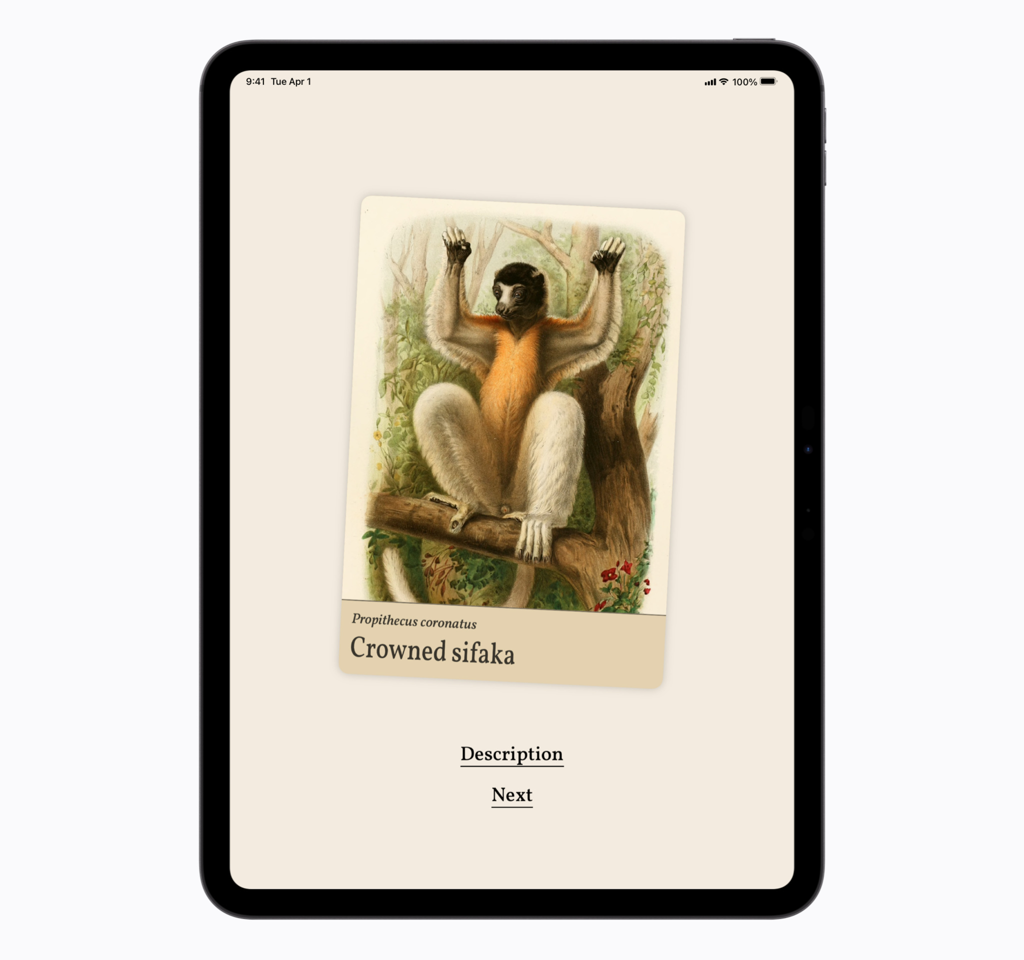 An antique-style natural history illustration of a crowned sifaka (Propithecus coronatus) lemur on a vertical card. The lemur has a dark black head, a bright orange-gold chest, and long white fur on its limbs and body. It is perched upright on a tree branch with both of its arms raised high. Below the illustration is the scientific name "Propithecus coronatus" in a small serif font, followed by the common name "Crowned sifaka" in a larger bold font.