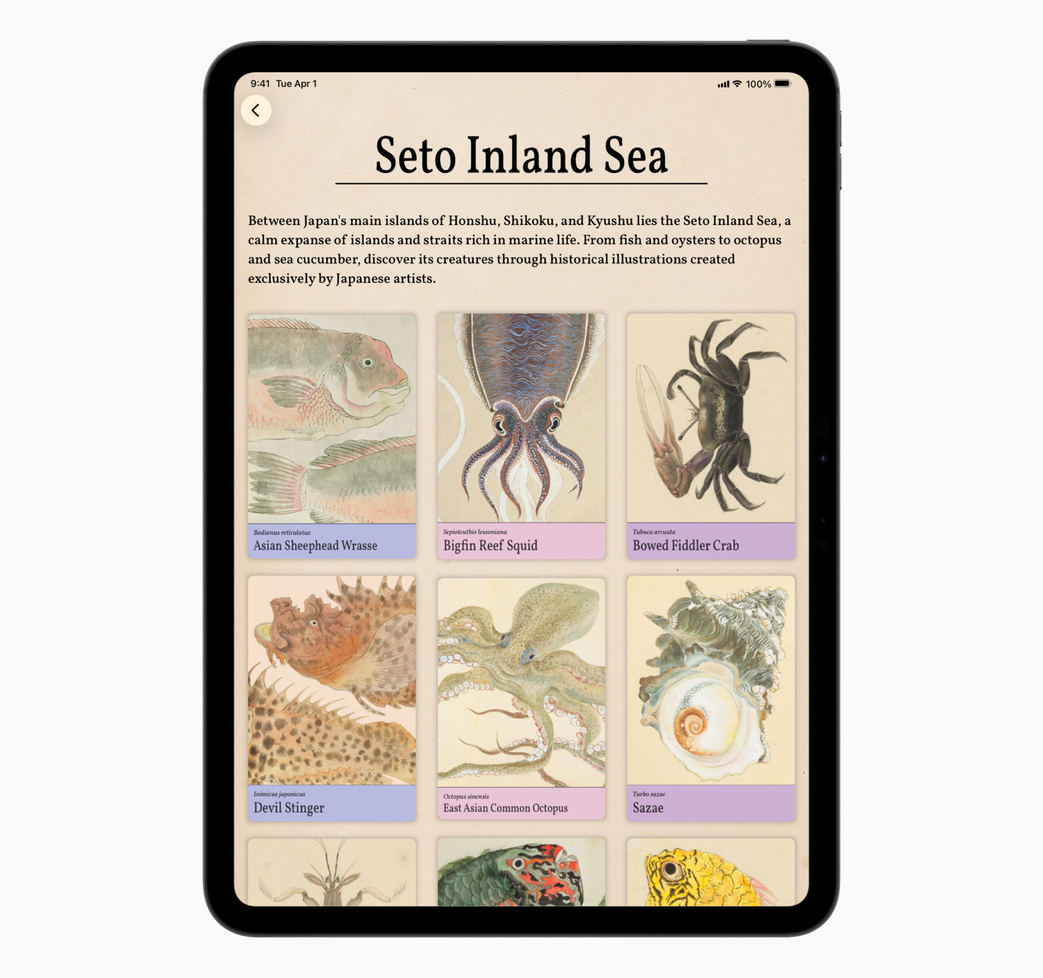 An iPad screen displays a page titled "Seto Inland Sea" with introductory text about its rich marine life. Below the text, a grid of cards features detailed historical illustrations of sea creatures, including an Asian Sheepshead Wrasse, a Bigfin Reef Squid, a Bowed Fiddler Crab, a Devil Stinger, an East Asian Common Octopus, and a Sazae shell.